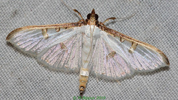 /filer/webapps/moths/media/images/M/metallata_Palpita_A_Bippus_02.jpg