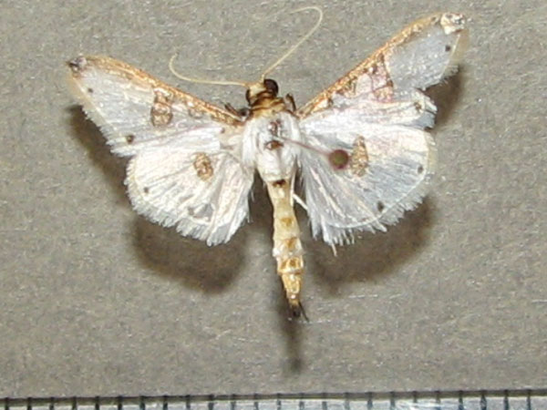/filer/webapps/moths/media/images/M/metallata_Palpita_A_Goff.jpg