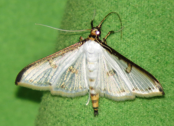 /filer/webapps/moths/media/images/M/metallata_Palpita_A_Hines.jpg