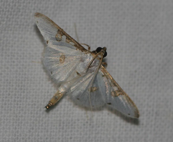 /filer/webapps/moths/media/images/M/metallata_Palpita_A_Jorpeland.jpg