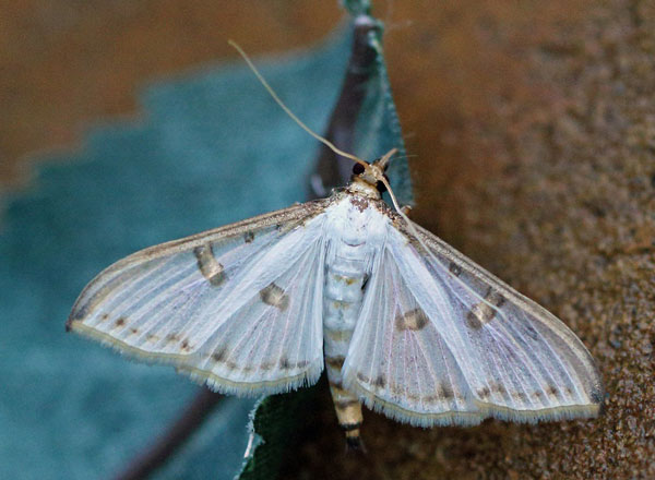 /filer/webapps/moths/media/images/M/metallata_Palpita_A_Voaden.jpg