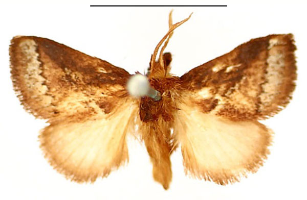 /filer/webapps/moths/media/images/M/metallica_Prosternidia_AM_BMNH.jpg