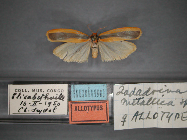 /filer/webapps/moths/media/images/M/metallica_Zadadrina_AT_RMCA_01.jpg