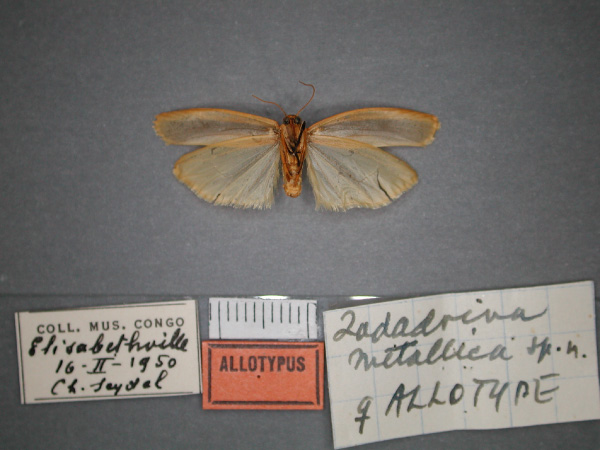 /filer/webapps/moths/media/images/M/metallica_Zadadrina_AT_RMCA_02.jpg