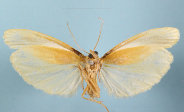 /filer/webapps/moths/media/images/M/metallica_Zadadrina_A_MGCLb_01.JPG