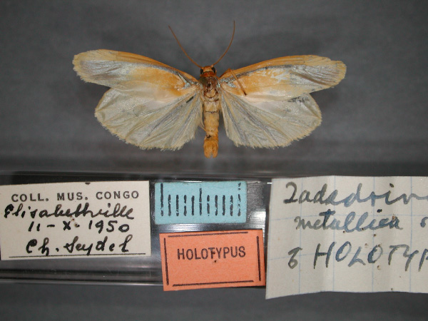 /filer/webapps/moths/media/images/M/metallica_Zadadrina_HT_RMCA_01.jpg