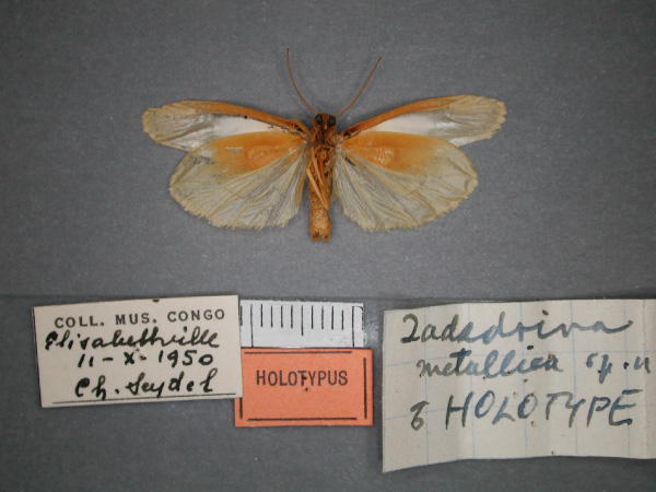 /filer/webapps/moths/media/images/M/metallica_Zadadrina_HT_RMCA_02.jpg
