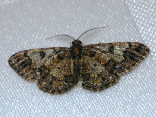 /filer/webapps/moths/media/images/M/metallicata_Zamarada_A_Liebenberg.jpg