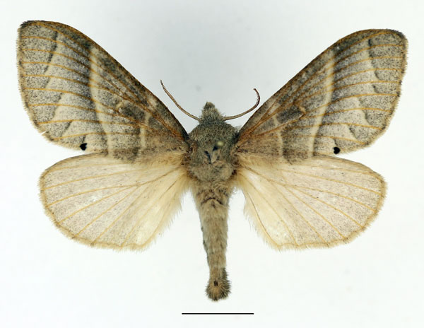 /filer/webapps/moths/media/images/M/metallicus_Bombycopsis_AF_Basquin.jpg