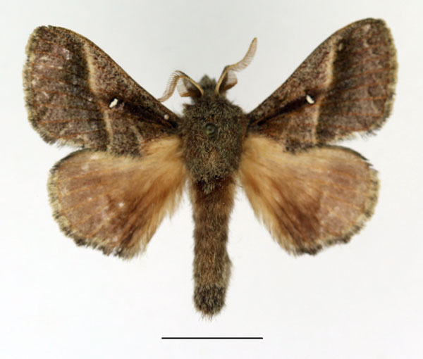 /filer/webapps/moths/media/images/M/metallicus_Bombycopsis_AM_Basquin_01.jpg