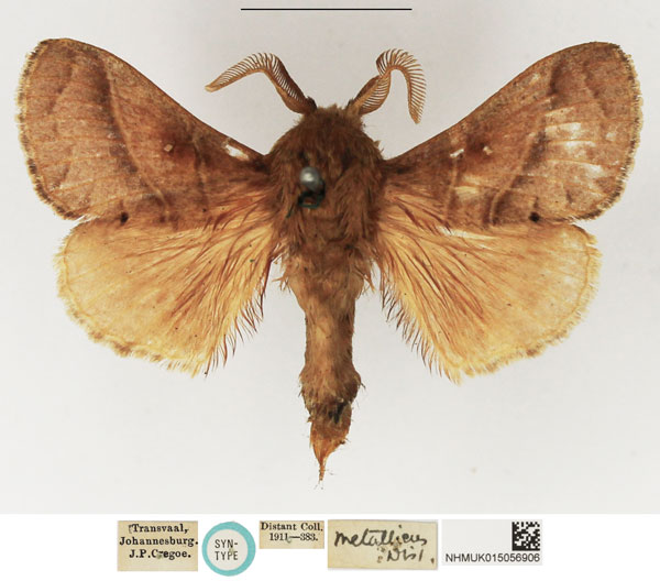 /filer/webapps/moths/media/images/M/metallicus_Dendrolimus_STM_NHMUK_01.jpg