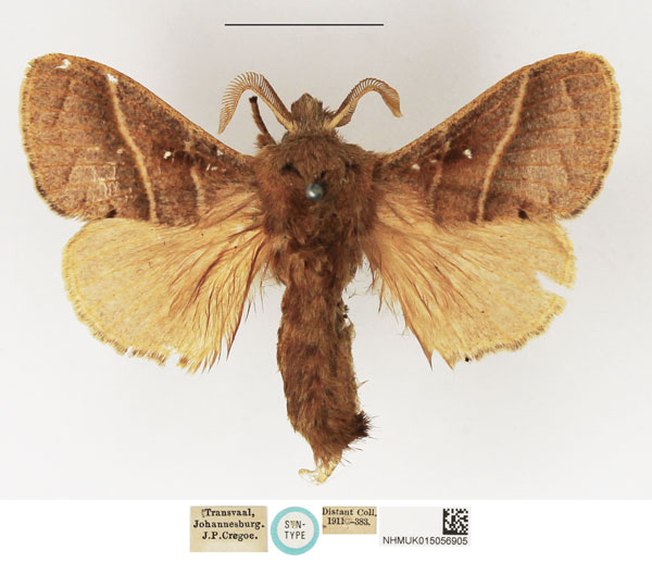 /filer/webapps/moths/media/images/M/metallicus_Dendrolimus_STM_NHMUK_02.jpg