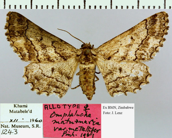 /filer/webapps/moths/media/images/M/metallifer_Omphalucha_AT_NM.jpg