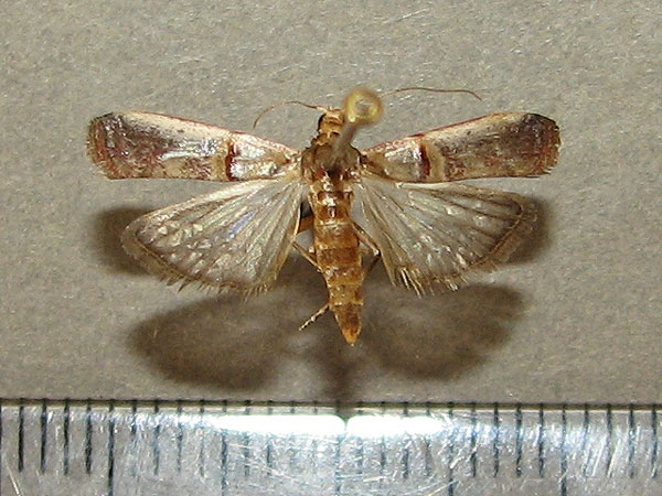 /filer/webapps/moths/media/images/M/metalliferella_Hypargyria_A_Goff_01.jpg