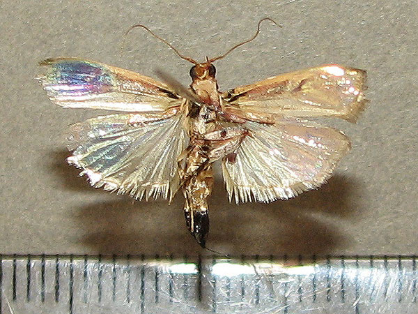 /filer/webapps/moths/media/images/M/metalliferella_Hypargyria_A_Goff_02.jpg