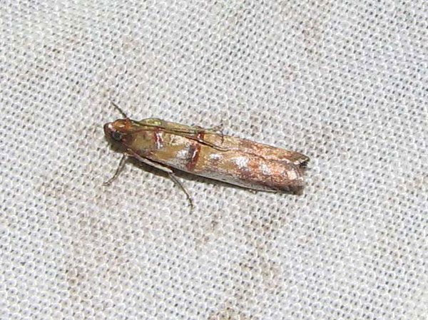 /filer/webapps/moths/media/images/M/metalliferella_Hypargyria_A_Goff_03.jpg