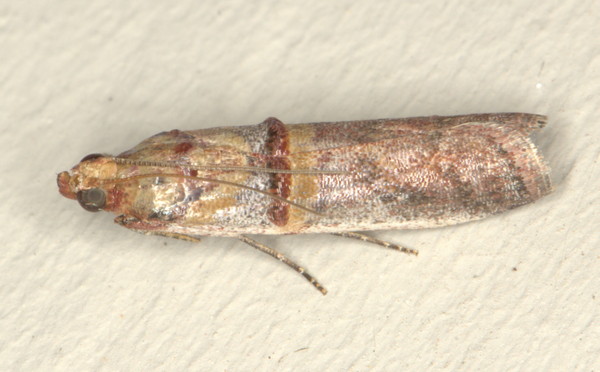 /filer/webapps/moths/media/images/M/metalliferella_Hypargyria_A_Heyns_01.jpg