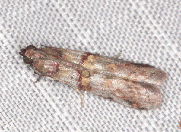 /filer/webapps/moths/media/images/M/metalliferella_Hypargyria_A_Heyns_02.jpg