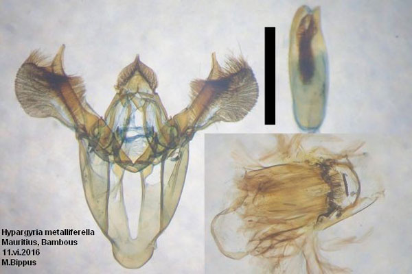 /filer/webapps/moths/media/images/M/metalliferella_Hypargyria_GM_Bippus.jpg