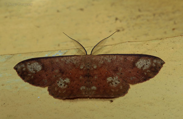 /filer/webapps/moths/media/images/M/metamorpha_Cyclophora_AM_Pasquasy.jpg