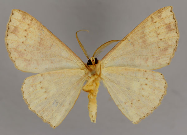 /filer/webapps/moths/media/images/M/metamorpha_Cyclophora_A_ZSM_02.jpg