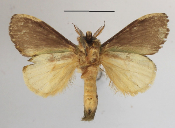 /filer/webapps/moths/media/images/M/metaphaea_Enomotarcha_A_MGCLb_01.JPG