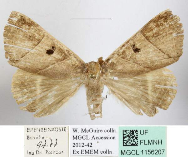 /filer/webapps/moths/media/images/M/metaphaea_Thyas_A_MGCLa_01.JPG