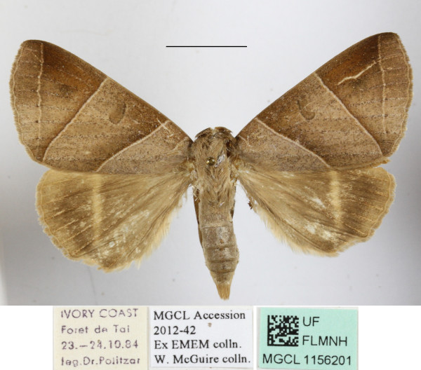 /filer/webapps/moths/media/images/M/metaphaea_Thyas_A_MGCLa_02.JPG