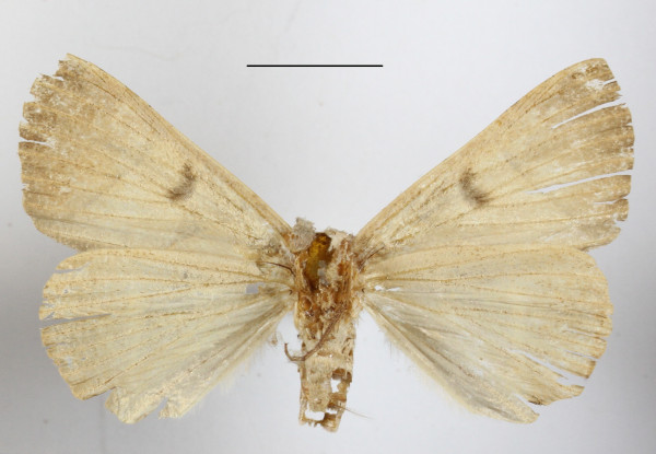 /filer/webapps/moths/media/images/M/metaphaea_Thyas_A_MGCLb_01.JPG