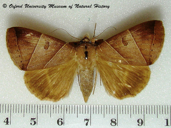 /filer/webapps/moths/media/images/M/metaphaea_Thyas_A_OUMNHa_01.JPG
