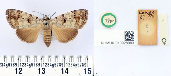 /filer/webapps/moths/media/images/M/metaphaearia_Tachosa_HT_BMNH.jpg