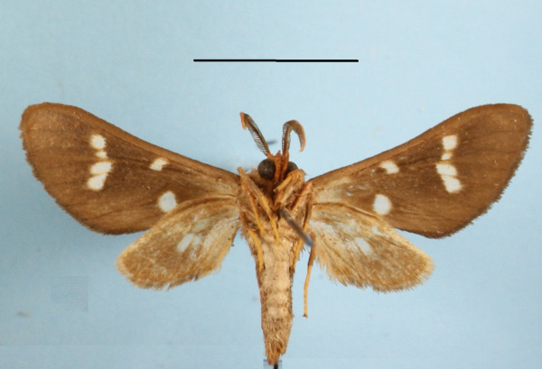 /filer/webapps/moths/media/images/M/metarctiodes_Anapisa_A_MGCLb_01.JPG
