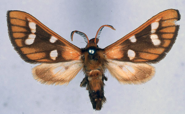 /filer/webapps/moths/media/images/M/metarctiodes_Anapisa_HT_BMNH_01.jpg