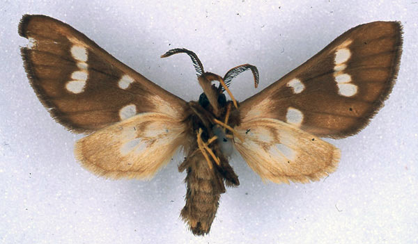 /filer/webapps/moths/media/images/M/metarctiodes_Anapisa_HT_BMNH_02.jpg
