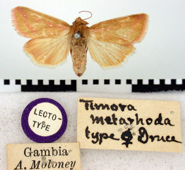 /filer/webapps/moths/media/images/M/metarhoda_Timora_LT_BMNH.jpg