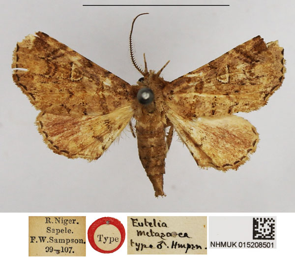 /filer/webapps/moths/media/images/M/metasarca_Eutelia_HT_NHMUK.jpg