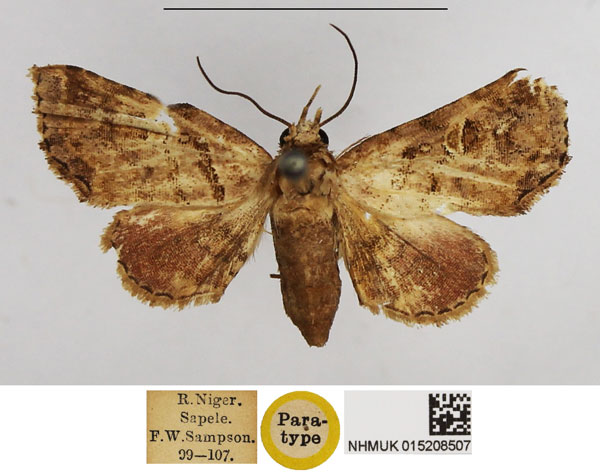 /filer/webapps/moths/media/images/M/metasarca_Eutelia_PTF_NHMUK.jpg
