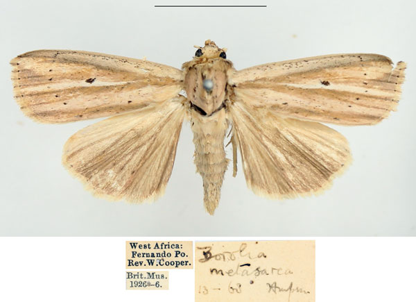 /filer/webapps/moths/media/images/M/metasarca_Mythimna_AF_BMNH.jpg