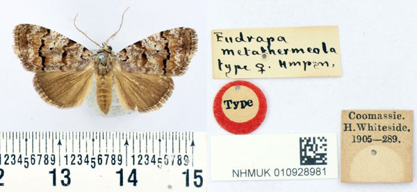 /filer/webapps/moths/media/images/M/metathermeola_Eudrapa_HT_BMNH.jpg