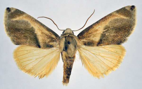 /filer/webapps/moths/media/images/M/metaxantha_Acontia_AF_NHMO.jpg