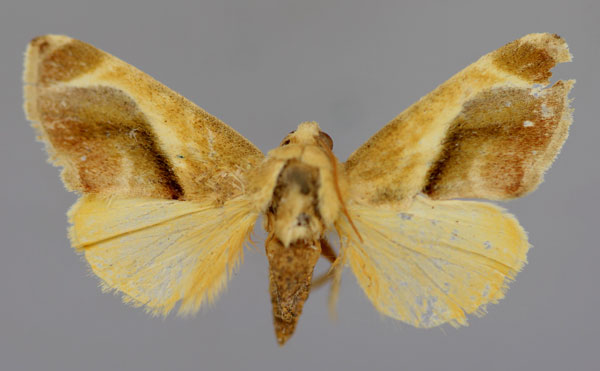 /filer/webapps/moths/media/images/M/metaxantha_Acontia_A_RMCA_01.jpg