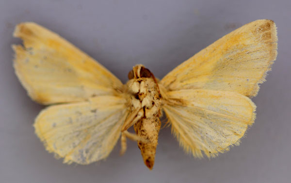 /filer/webapps/moths/media/images/M/metaxantha_Acontia_A_RMCA_02.jpg