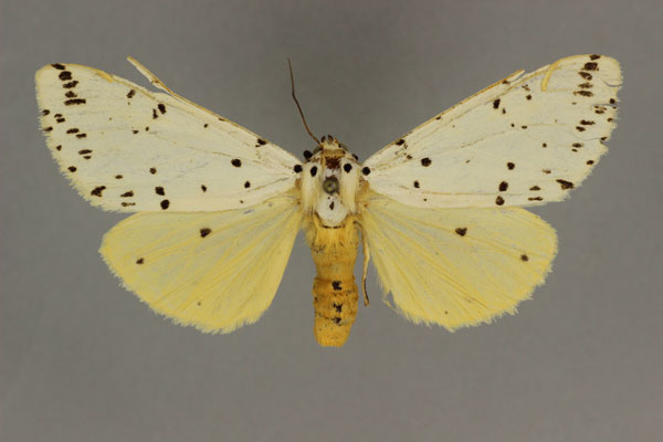 /filer/webapps/moths/media/images/M/metaxantha_Eyralpenus_AF_BMNH.jpg