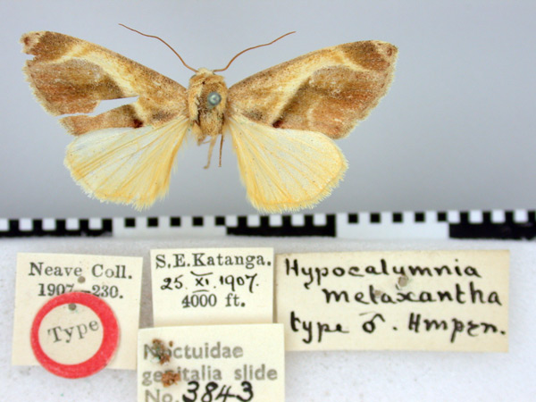 /filer/webapps/moths/media/images/M/metaxantha_Hypercalymnia_HT_BMNH.jpg