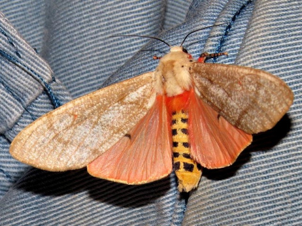 /filer/webapps/moths/media/images/M/metaxantha_Teracotona_A_Braun.jpg