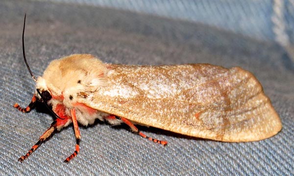 /filer/webapps/moths/media/images/M/metaxantha_Teracotona_A_Braun_05.jpg