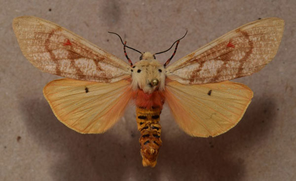 /filer/webapps/moths/media/images/M/metaxantha_Teracotona_A_Butler.jpg
