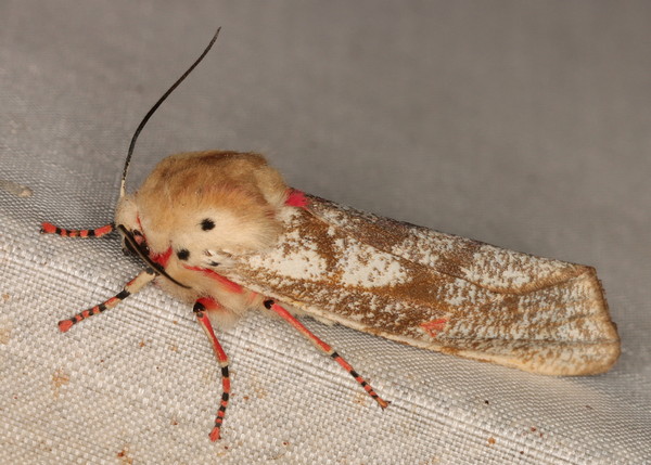 /filer/webapps/moths/media/images/M/metaxantha_Teracotona_A_Heyns_01.jpg