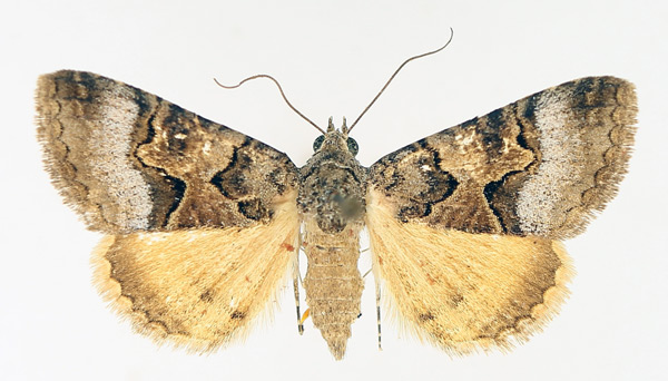 /filer/webapps/moths/media/images/M/metaxantha_Tytroca_AF_TMSA_01.jpg