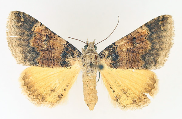 /filer/webapps/moths/media/images/M/metaxantha_Tytroca_AF_TMSA_02.jpg